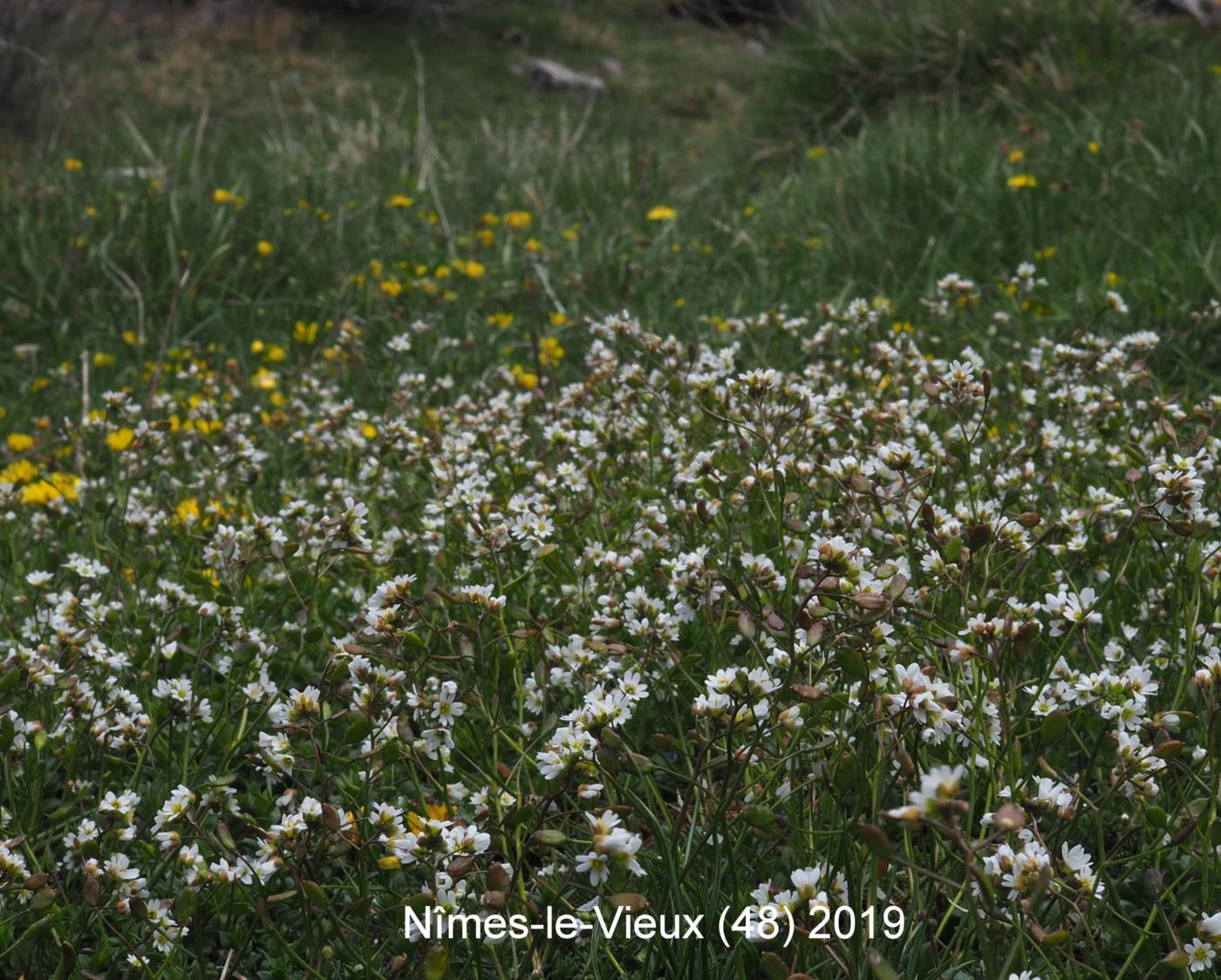 Whitlow Grass, Spring plant